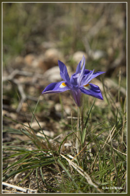 Moraea sisyrinchium