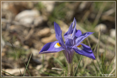 Moraea sisyrinchium