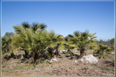 Europese dwergpalm - Chamaerops humilis