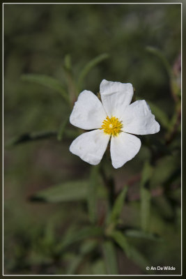 Cistus monspeliensis L. ? Cistus populifolius ? Cistus laurifolius ?