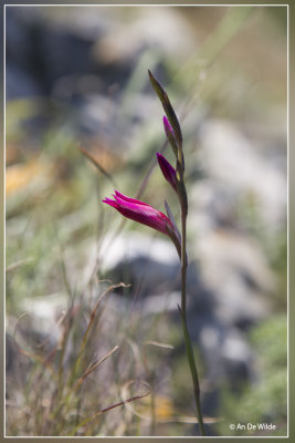 Gladiolus italicus ?