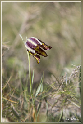 Fritillaria lusitanica.