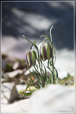 Fritillaria lusitanica