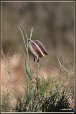 Fritillaria hispanica (=F. lusitanica)