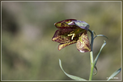 Fritillaria lusitanica