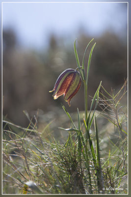 Fritillaria lusitanica