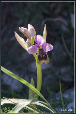Wolzweverorchis. Ophrys tenthredinifera