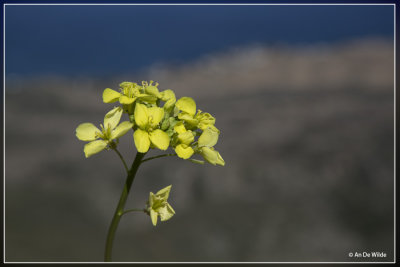 Brassica sp.