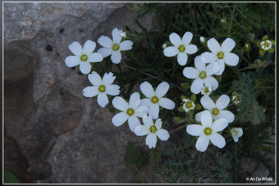 Arenaria montana