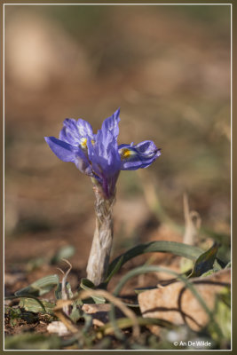 Moraea sisyrinchium