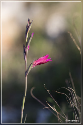 Gladiolus italicus ?