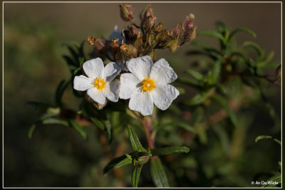 Cistus ladanifer ? Cistus salviifolius ?