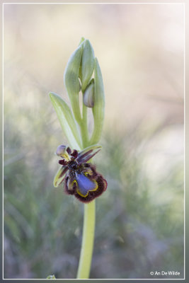 Spiegelorchis - Ophrys speculum