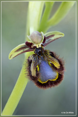 Spiegelorchis - Ophrys speculum