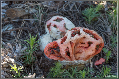 Traliestinkzwam - Clathrus ruber