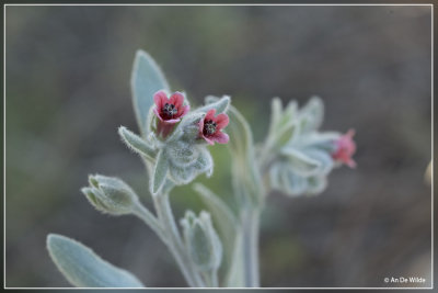 cynoglossum cheirifolium 