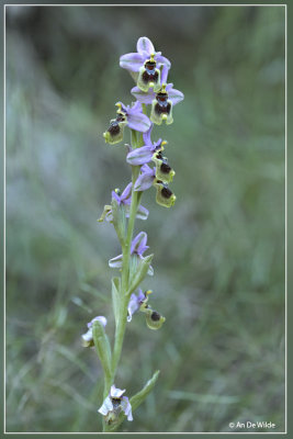 Wolzweverorchis. Ophrys tenthredinifera