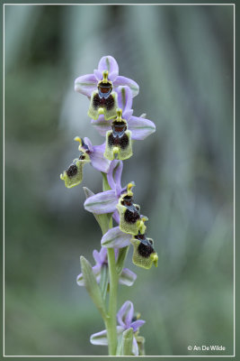 Wolzweverorchis. Ophrys tenthredinifera