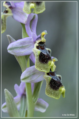 Wolzweverorchis. Ophrys tenthredinifera