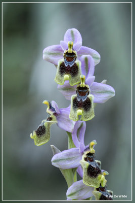 Wolzweverorchis. Ophrys tenthredinifera