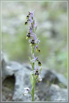 Wolzweverorchis. Ophrys tenthredinifera