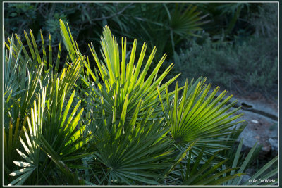 Europese dwergpalm - Chamaerops humilis