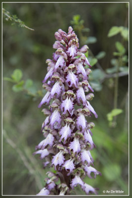 Reuzenorchis - Himantoglossum robertianum