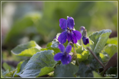 Maarts viooltje - Viola odorata