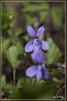 Donkersporig bosviooltje - Viola sylvestris