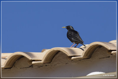 Zwarte spreeuw - Sturnus unicolor