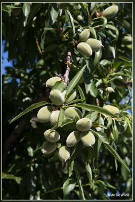 Amandelboom - Prunus dulcis