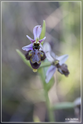 Ophrys x castroviejoi.  O.scolopax x O. speculum