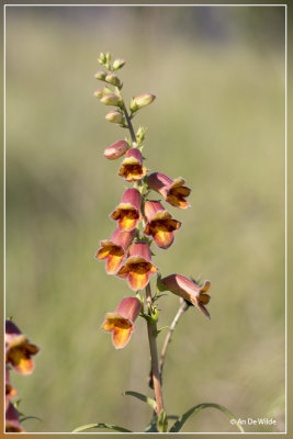 _MG_2294.jpg digitalis obscura ?