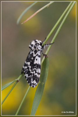 Schijnnonvlinder - Panthea coenobita