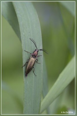 Gekamde kniptor - Ctenicera pectinicornis