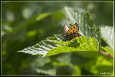 Blauwe vuurvlinder - Lycaena helle 