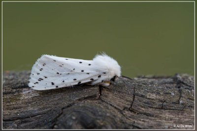 Witte tijger - Spilosoma lubricipeda