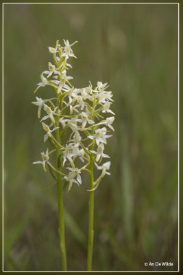 Welriekende nachtorchis - Platanthera bifolia