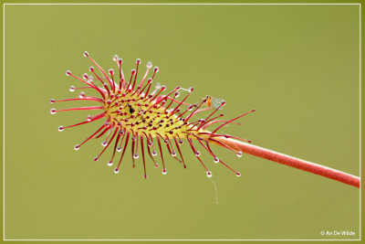 Kleine zonnedauw - Drosera intermedia