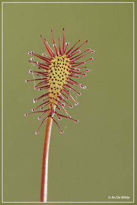 Kleine zonnedauw - Drosera intermedia