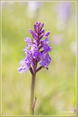 Gevlekte orchis - Dactylorhiza maculata 