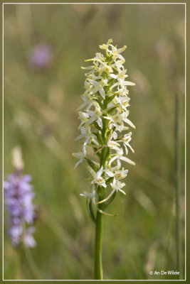 Welriekende nachtorchis - Platanthera bifolia