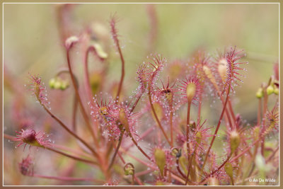 Kleine zonnedauw - Drosera intermedia