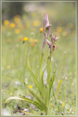 Serapias parviflora