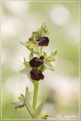 spinnenorchis (Ophrys sphegodes)