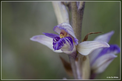 Paarse asperge-orchis - Limodorum abortivum