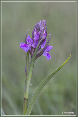 Brenne-orchis - Dactylorhiza brennensis