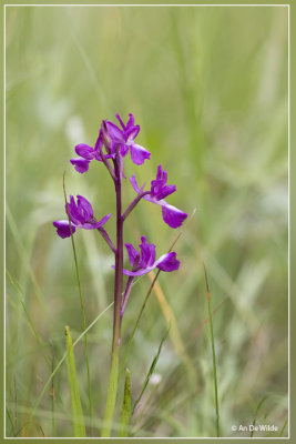 ijle orchis - Anacamptis laxiflora