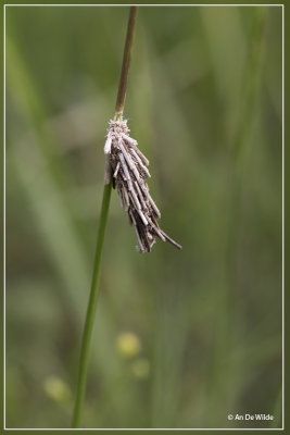 Schietmot- larve  (Trichoptera)