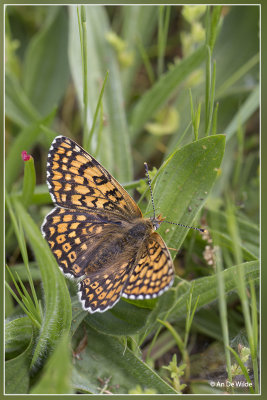 veldparelmoervlinder (Melitaea cinxia)